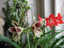 آماریلیس پروانه ای